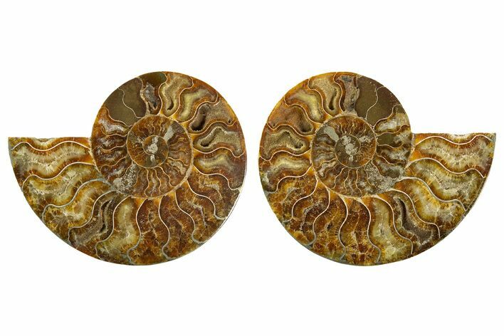 Cut & Polished, Agatized Ammonite Fossil - Madagascar #308726